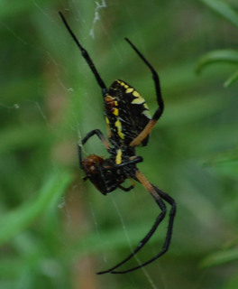 Argiope aurantia, Yellow Garden Spider