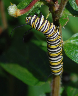 Danaus plexippus, Monarch, larva
