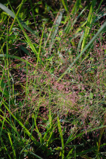 Eragrostis spectabilis, Purple Love-grass