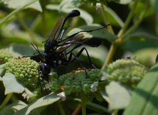 Eremnophila aureonotata, Solitary Wasps
