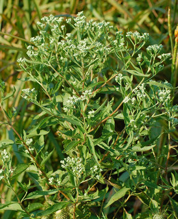 Eupatorium serotinum, Late-flowering Thoroughwort