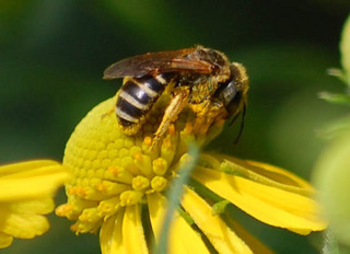 Halictus poeyi, Sweat Bee