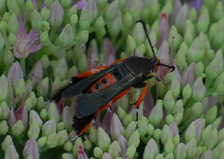 Melittia cucurbitae, Squash Borer Moth