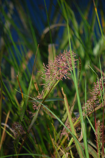 Panicum rigidulum, Redtop Panic Grass