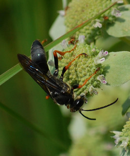 Sphex nudus, Spheciid Wasp