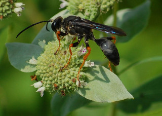 Sphex nudus, Spheciid Wasp