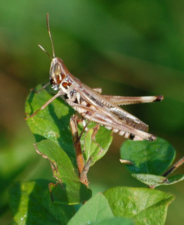 Syrbula admirabilis, Handsome Grasshopper male
