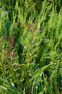 Vernonia noveboracensis, NY Ironweed