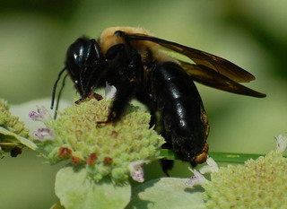 Xylocopa virginica, Eastern Carpenter Bee