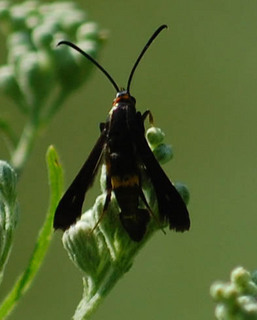 Carmenta pyralidiformis, Carmenta Clearwing Moth