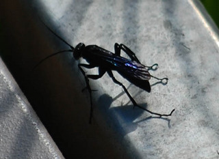 Chlorion aerarium, Steel Blue Cricket Wasp