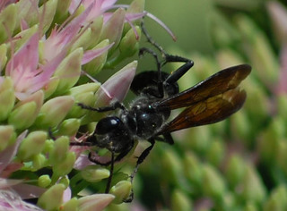 Isodontia apicalis, Grass-Carrier Wasp