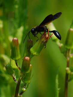Isodontia auripes, Brown-legged Grass-carrier Wasp