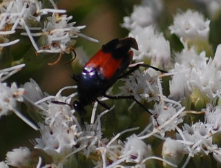 Macrosiagon cruentus, Wedge-shaped Beetle