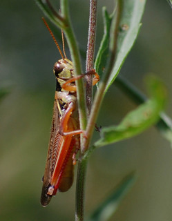 Melanoplus femurrubrum, Red-legged Grasshopper