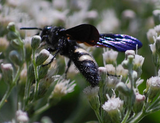 Scolia bicincta, Double-banded Scoliid Wasp