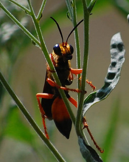 Sphex ichneumoneus, Great Golden Digger Wasp