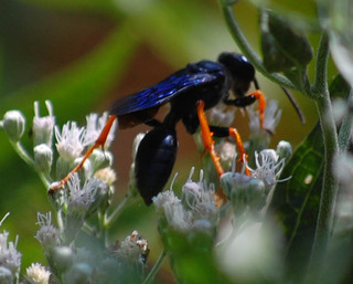 Sphex nudus, Female Katydid Wasp