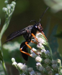 Sphex nudus, Female Katydid Wasp