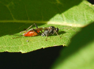 Alabagrus sp., Female Brachonid Wasp Agathinidae