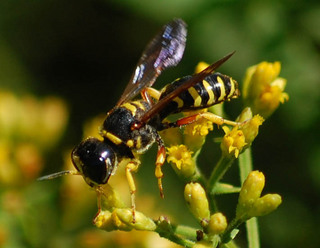 Ectemnius decemmaculatus, Square-headed Wasp