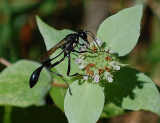 Eremnophila aureonotata, Thin-waisted Wasp