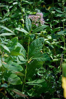 Eupatorium purpureum, Purple-node Sweet-scented Joe-pye Weed