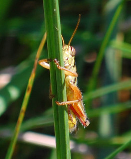 Melanoplus femurrubrum, Red-legged Grasshopper