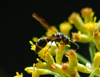 Parancistrocerus perennis, Mason Wasp