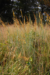 Sorghastrum nutans, Indian Grass