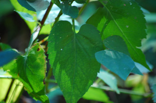 Symphyotrichum cordifolium, Heart-leaved Aster