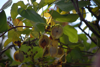 Dioscorea villosa, Wild Yam
