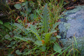 Pedicularis canadensis, Wood Betony Lousewort