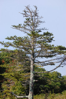 Picea rubens, Red Spruce