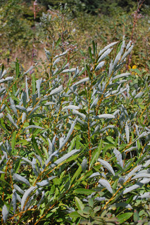 Salix alba, White Willow