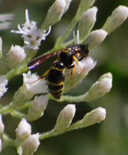 Ancistrocerus adiabatus, Mason Wasp