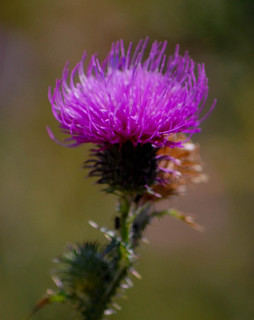 Carduus acanthoides, Curly Thistle
