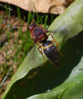Euodynerus crypticus, Wasp