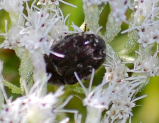Euphoria sepulcralis, Flower Chafer Beetle