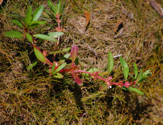 Ludwigia palustris, Common Water-purslane