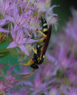 Myzinum quinquecincta, Five-banded Tiphiid Wasp