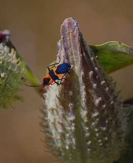 Oncopeltus fasciatus, Large Milkweed Bug