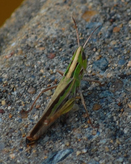 Syrbula admirabilis, Handsome Grasshopper female