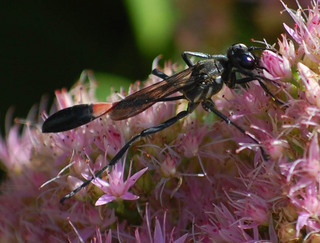 Ammophila procera, Common Thread-waisted Wasp