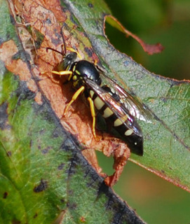 Bicyrtes quadrifasciatus, Sand Wasp