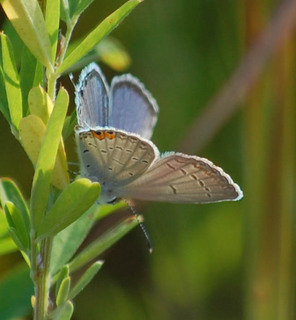 Cupido comyntas, Eastern-tailed Blue
