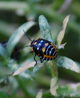 Murgantia histrionica, Harlequin Bug