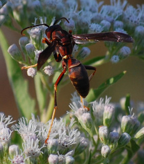 Polistes, Paper Wasp
