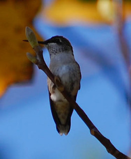 Archilochus colubris, Ruby-throated Hummingbird