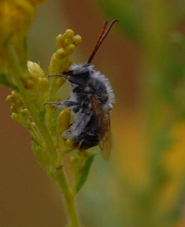 Colletes hyalinus, C. inequalis Cellophane Bee
